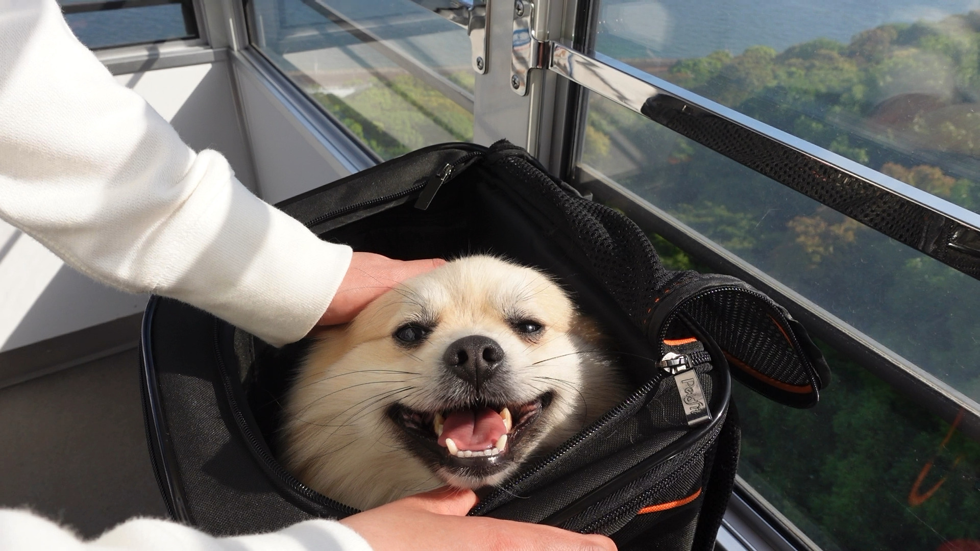 神戸 犬と一緒にロープウェイ 須磨浦山上遊園 ややデカポメのショーン