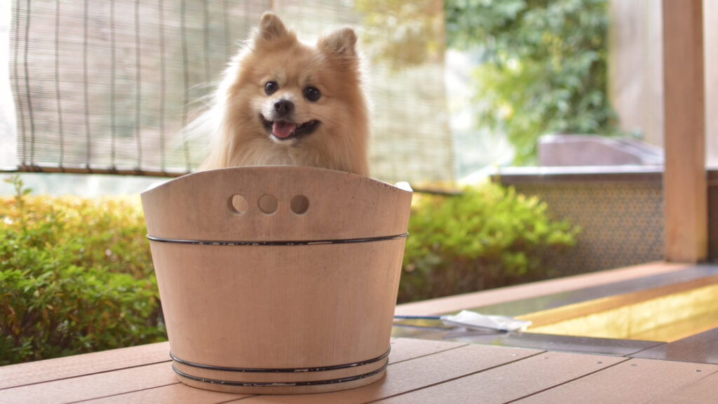 IMG 2893 e1742476053784